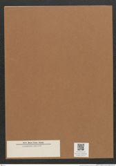 Diatomeae indet. Zeichnungen Sammlung Grunow Mappe 03171 (Herbarium_W_Grunow_drawings_Folder_03171)